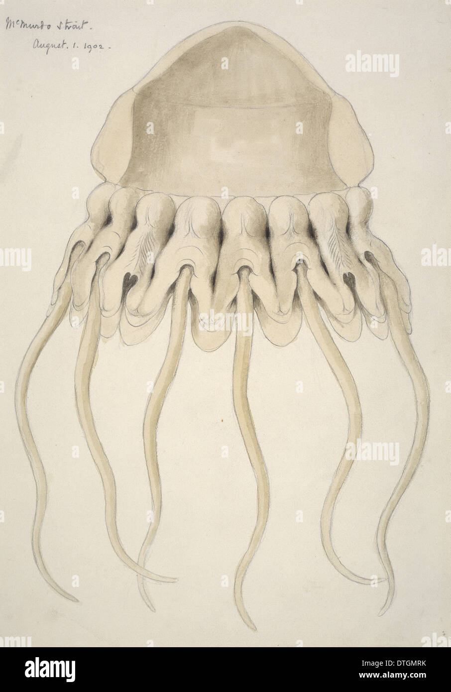 Jellyfish drawing hires stock photography and images Alamy