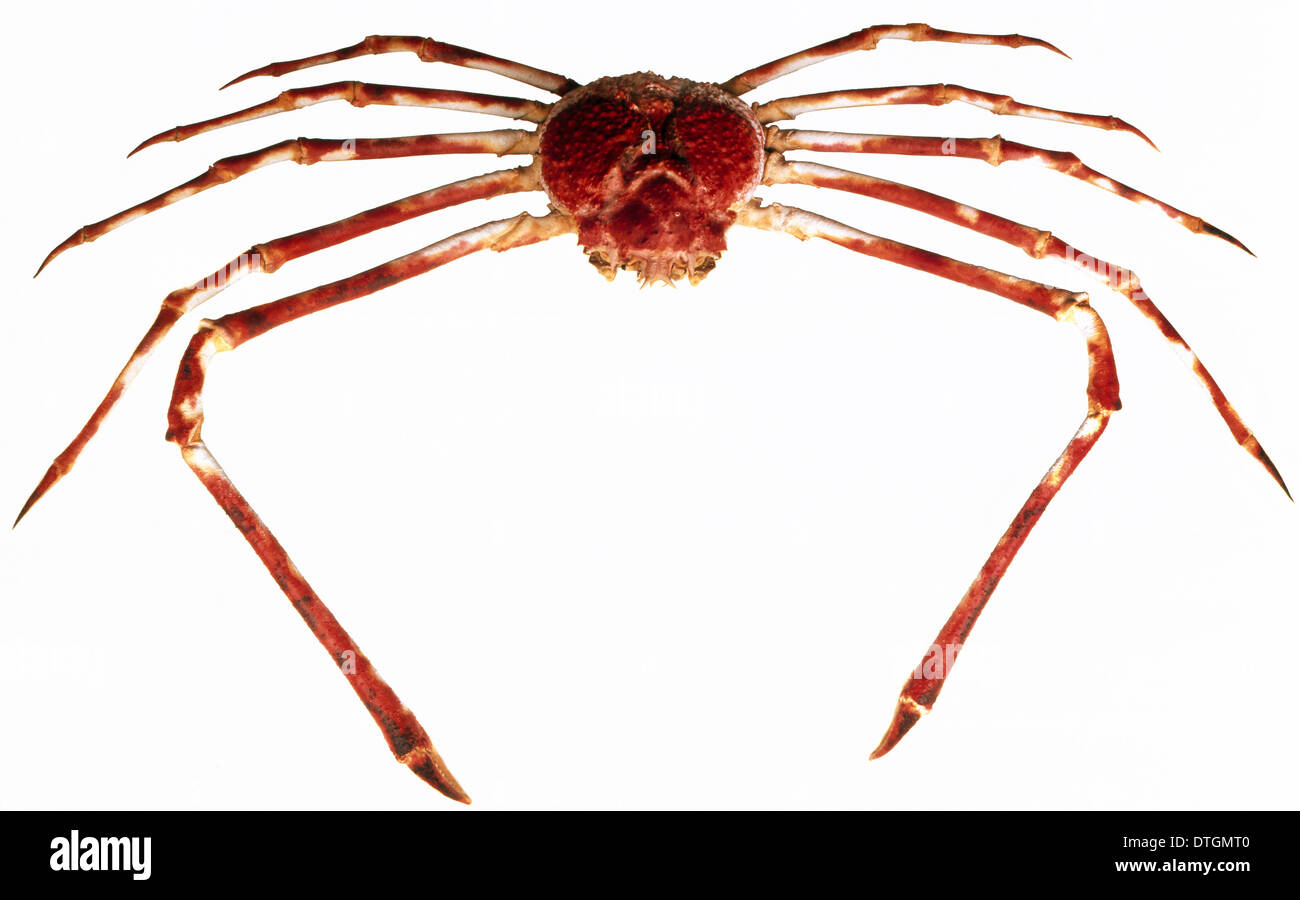 Macrocheira kaempferi, Japanese giant spider crab Stock Photo. 