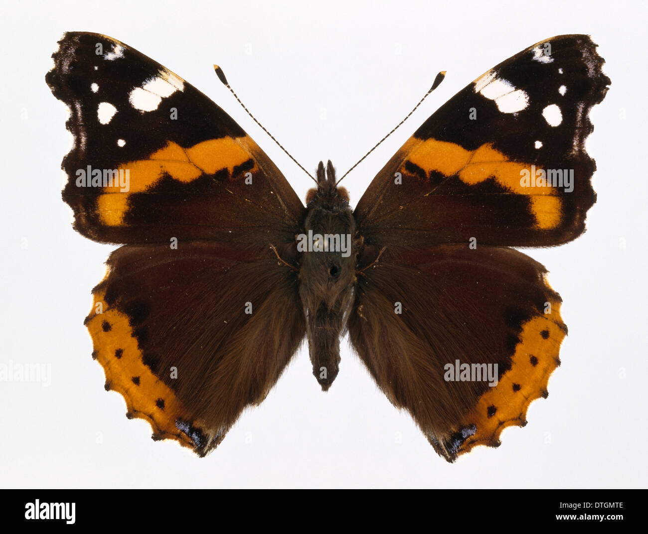 Vanessa atalanta, red admiral Stock Photo