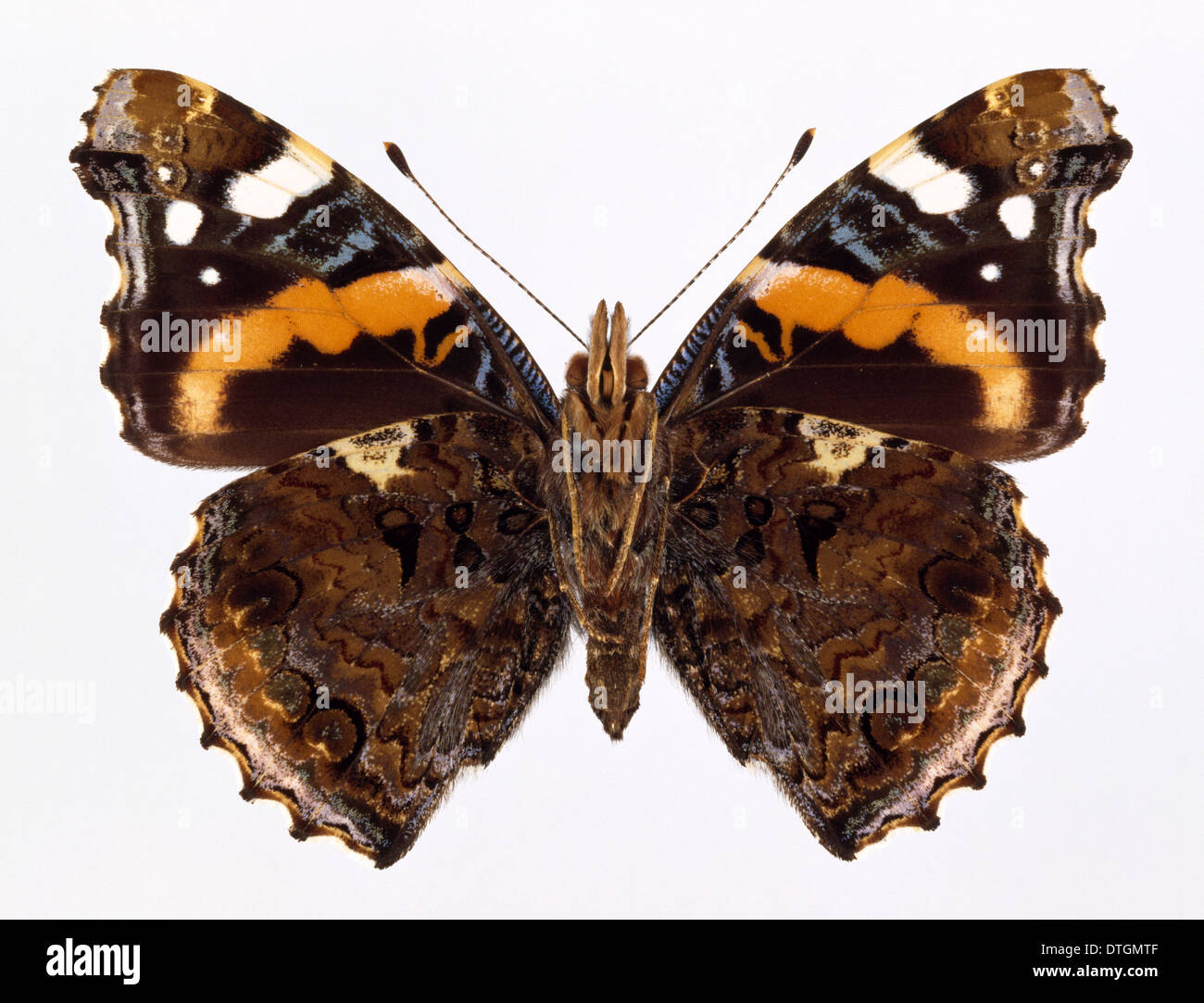 Vanessa atalanta, red admiral Stock Photo