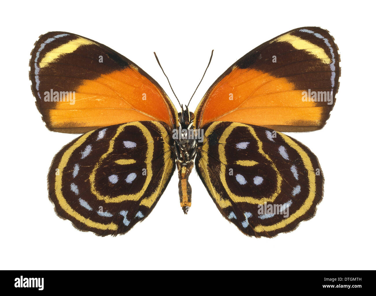 Callicore astarte, eighty eight butterfly Stock Photo