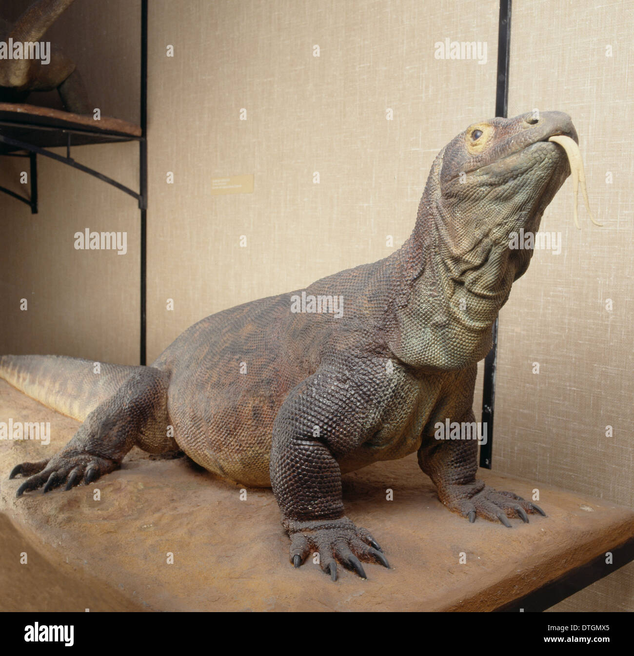 Varanus komodoensis, Komodo dragon Stock Photo