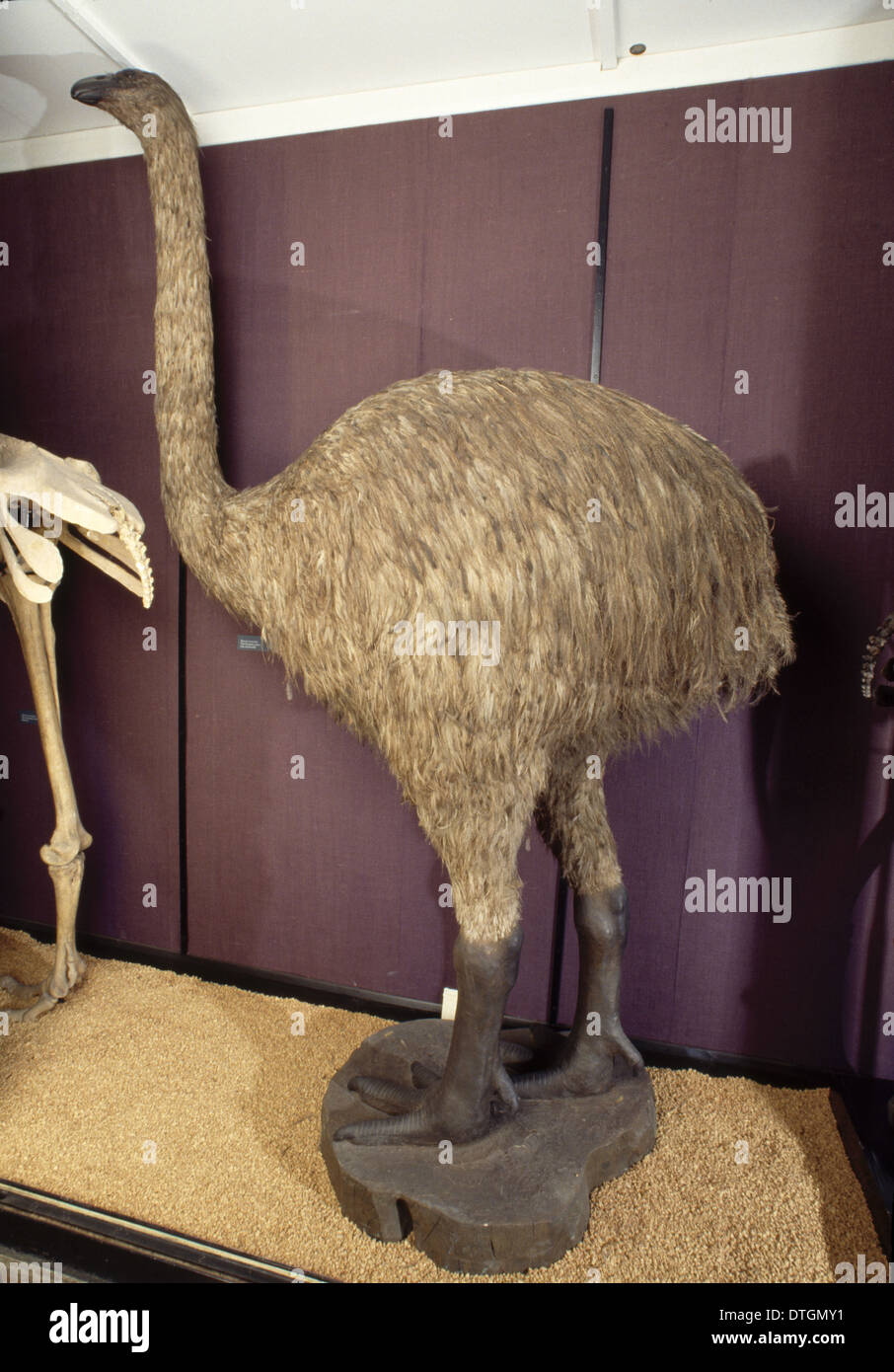 Dinornis giganteus, giant moa Stock Photo