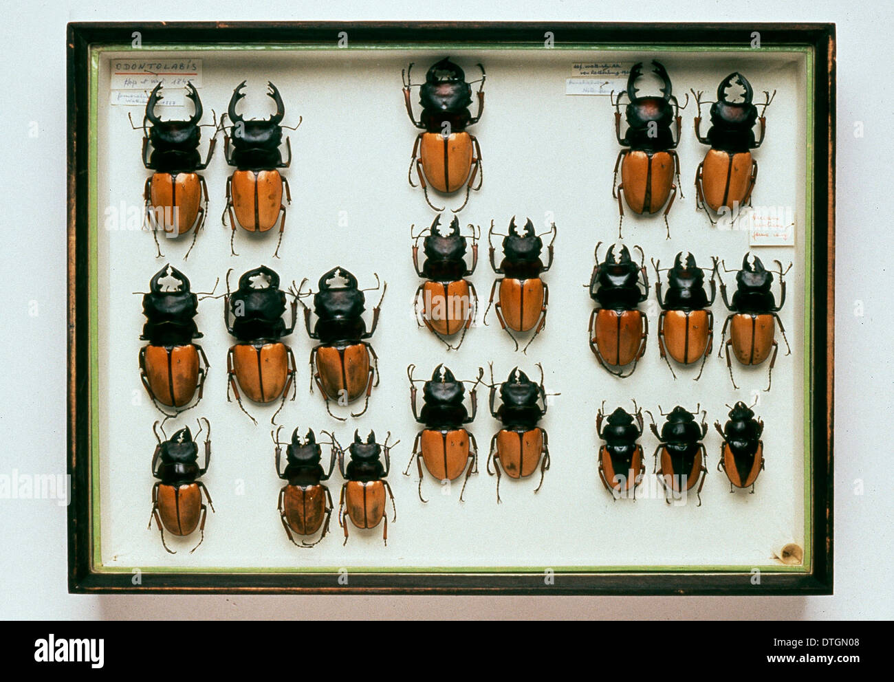 Lucans cervus, stag beetles Stock Photo