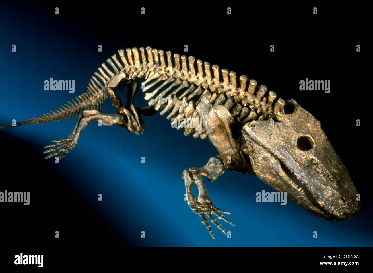 Eryopidae hires stock photography and images Alamy