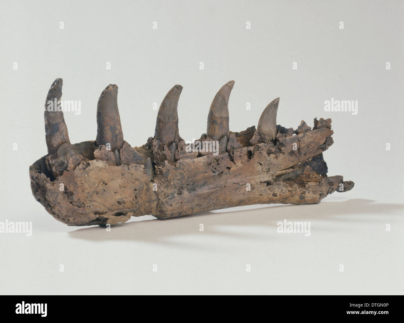Megalosaurus jaw Stock Photo
