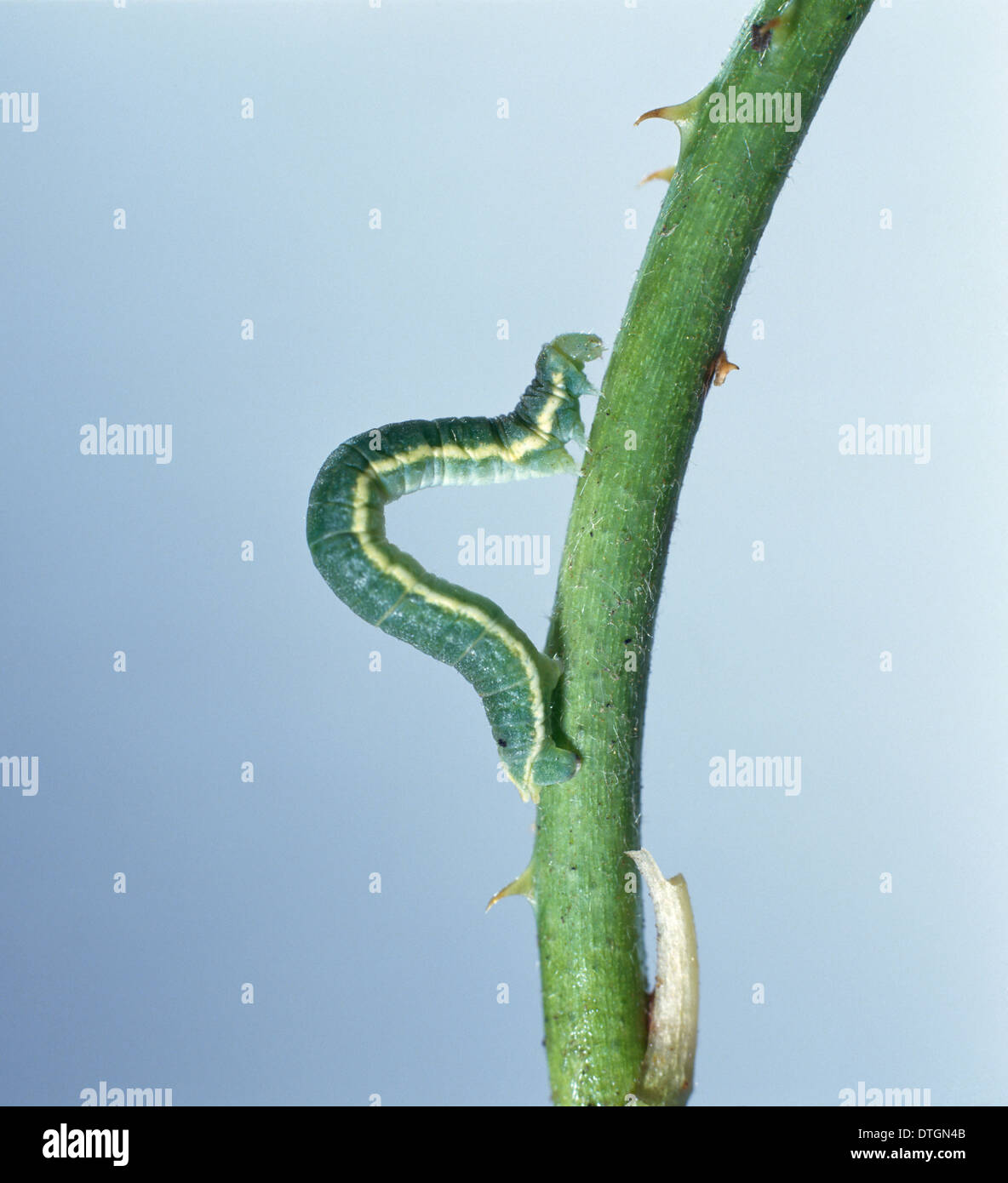 Looper Caterpillar High Resolution Stock Photography and Images Alamy