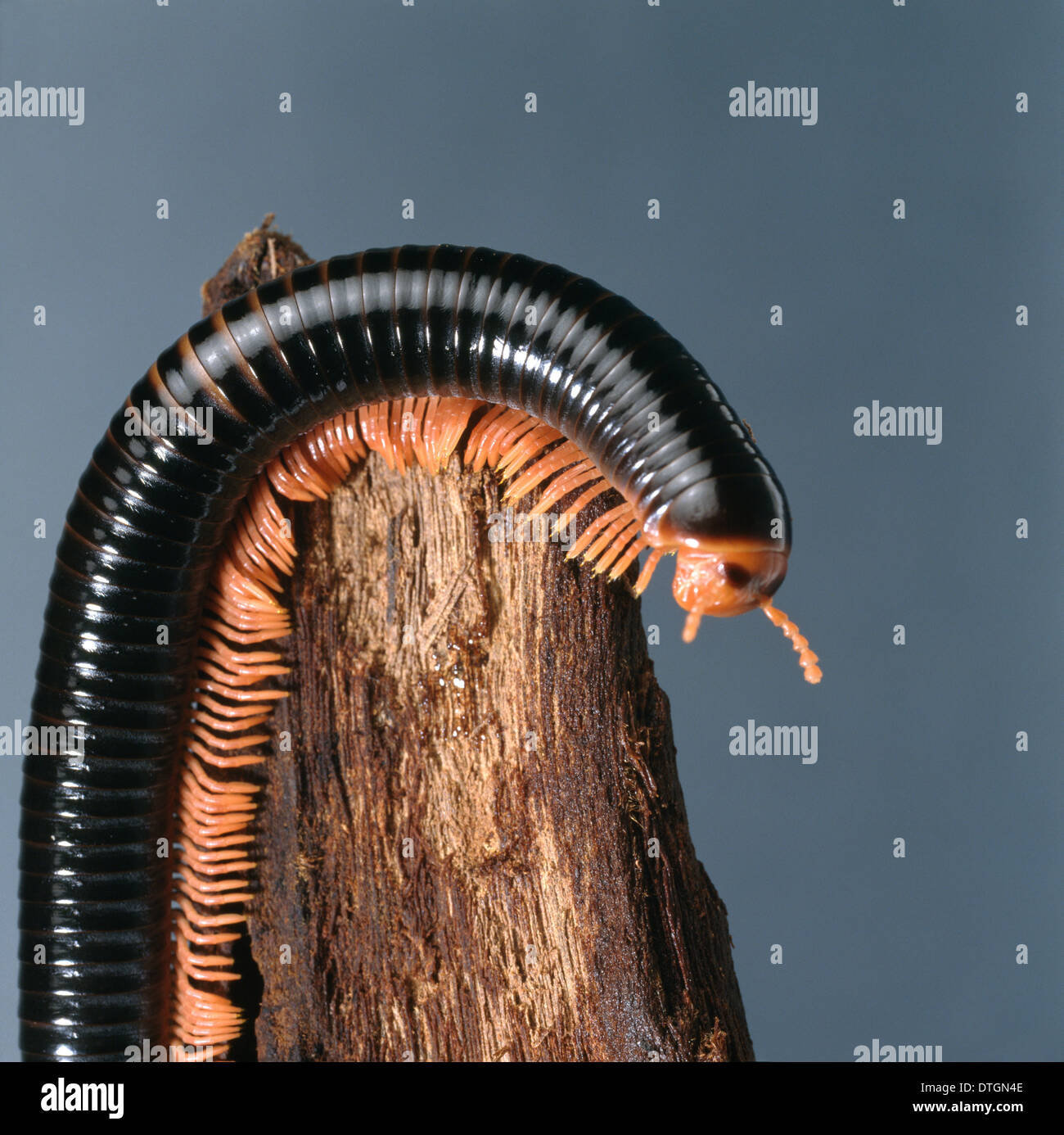 Archispirostreptus spp, giant millipede Stock Photo