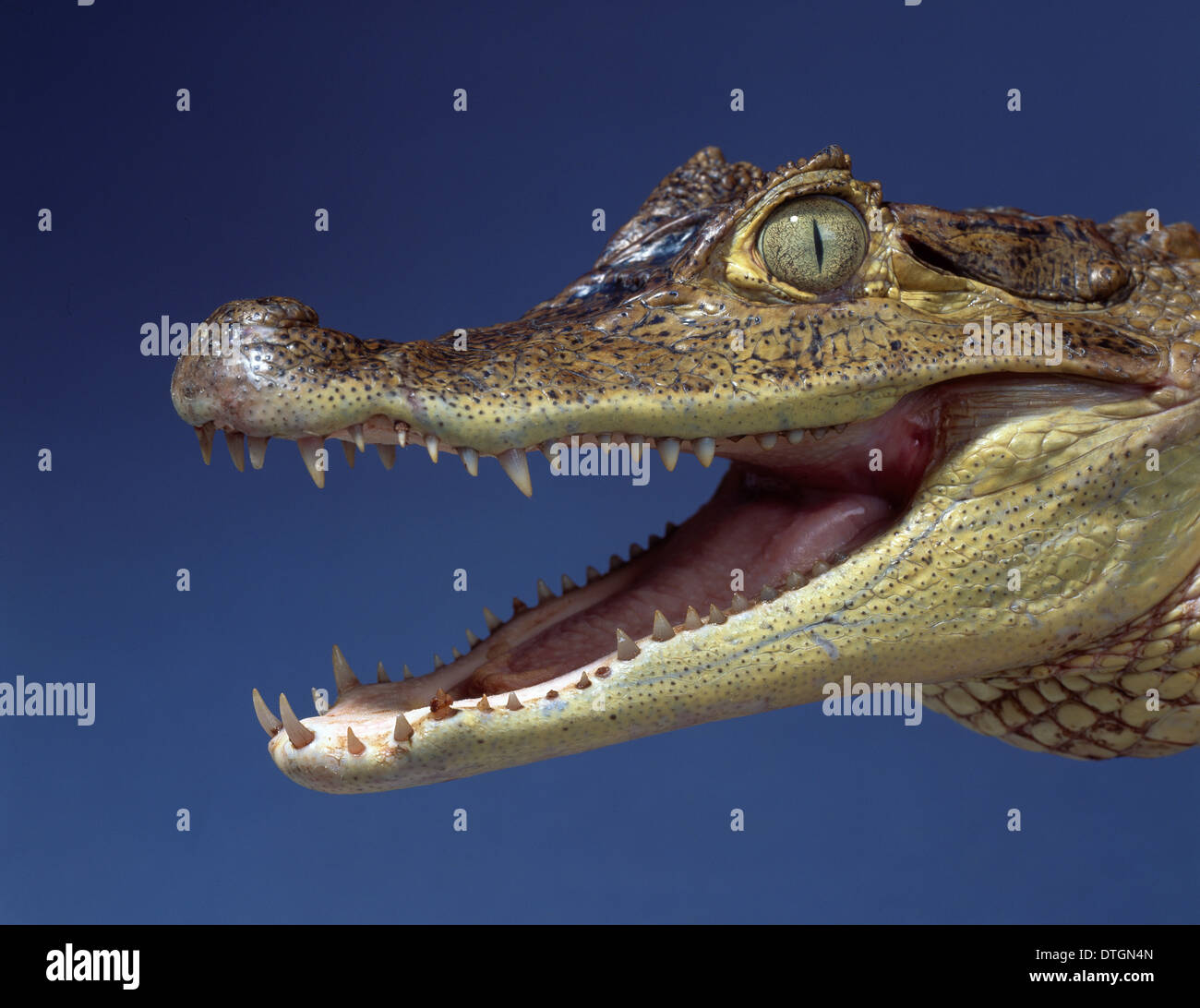 Caiman crocodilus, spectacled caiman Stock Photo