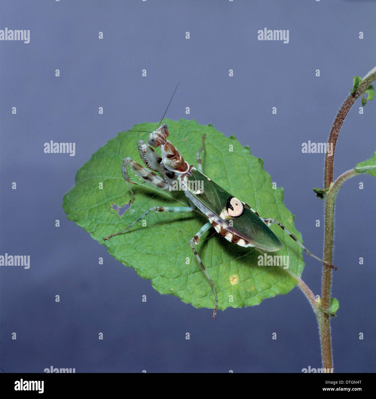 Creobroter meleagris, flower praying mantis Stock Photo Alamy