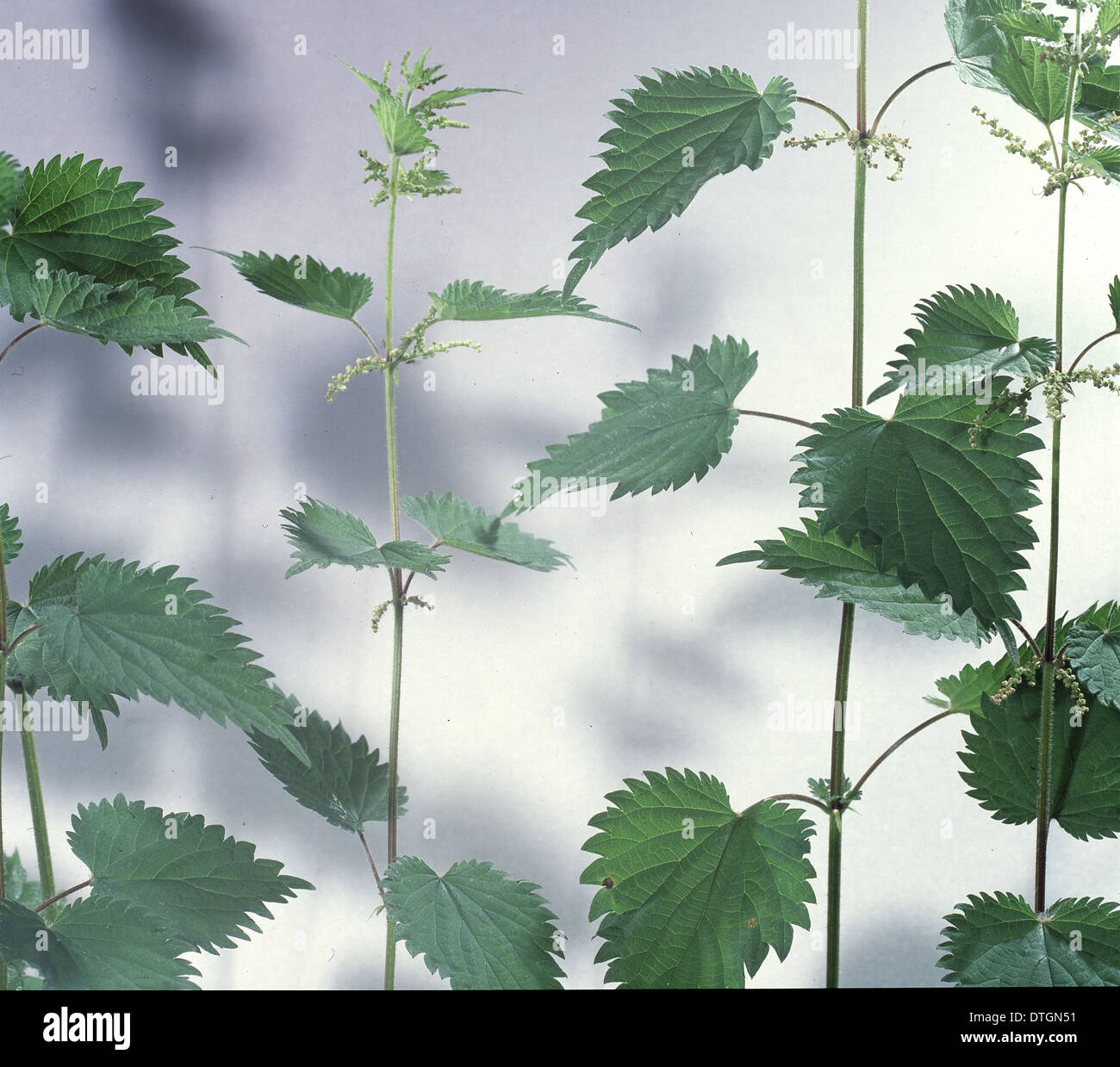 Urtica dioica, stinging nettle Stock Photo - Alamy