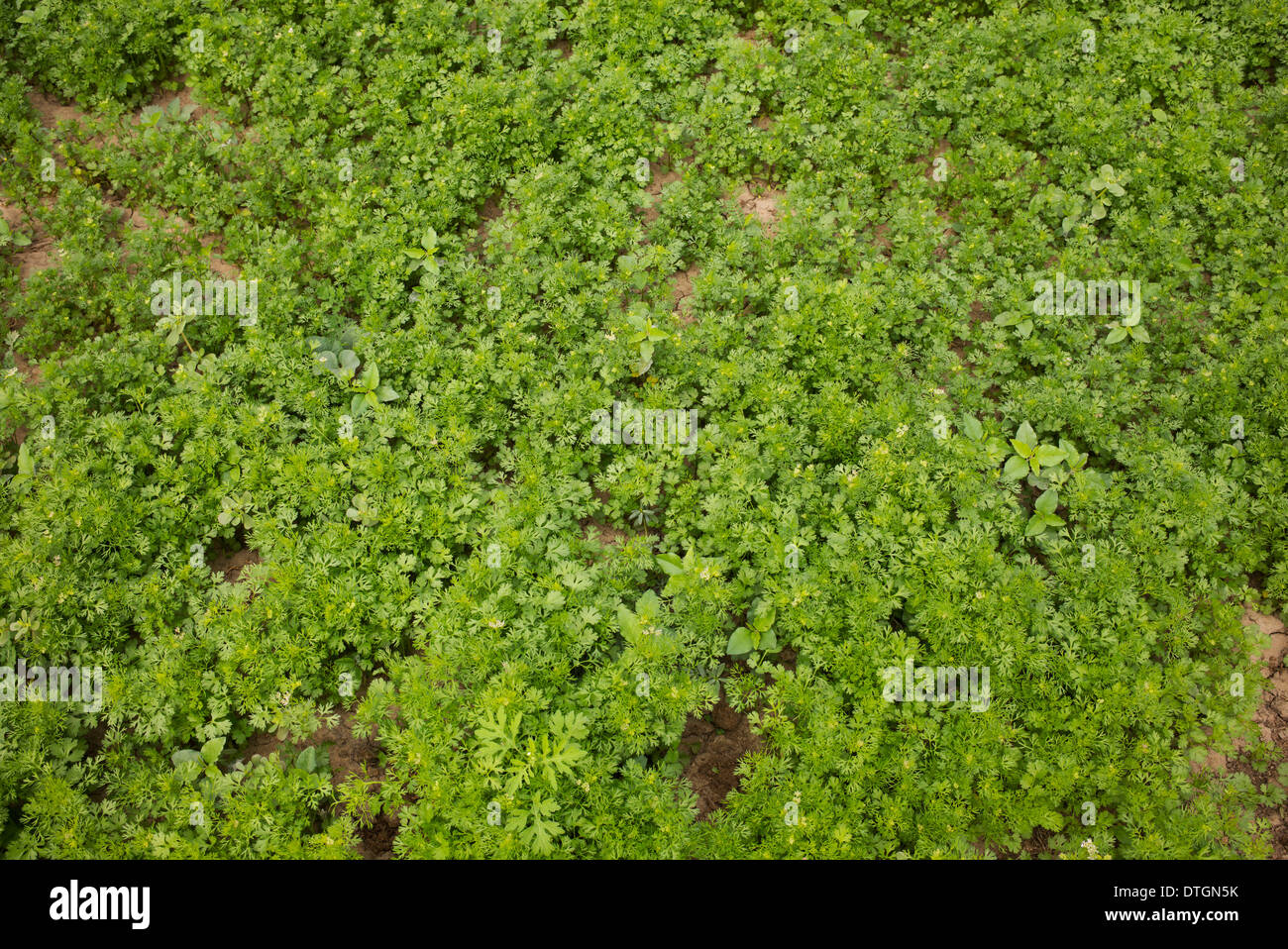 Coriandrum sativum . Growing Coriander in the Indian countryside. India