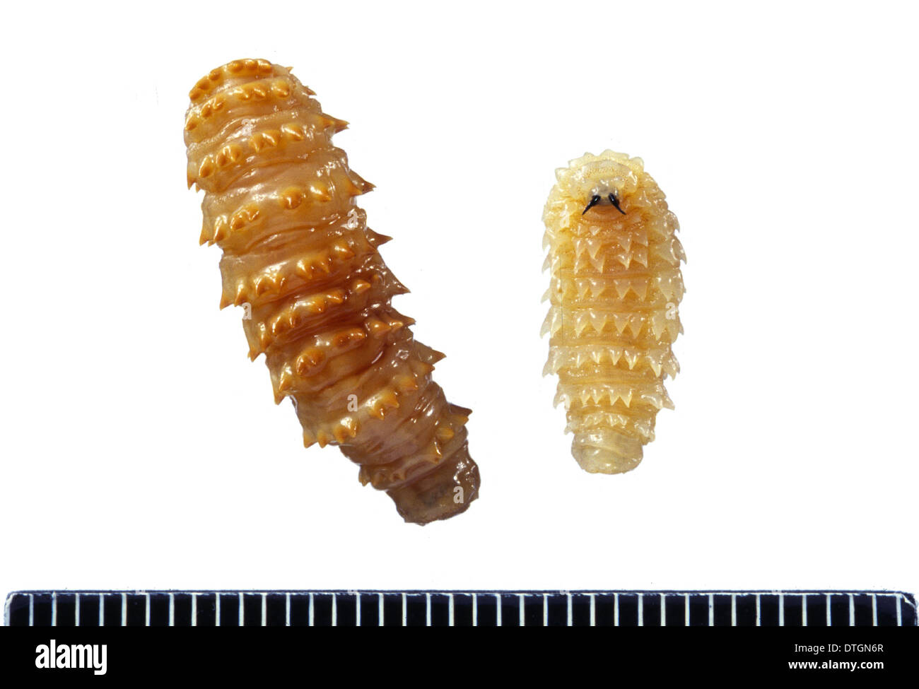 Cephalopina titillator, camel nasal botfly larvae Stock Photo Alamy