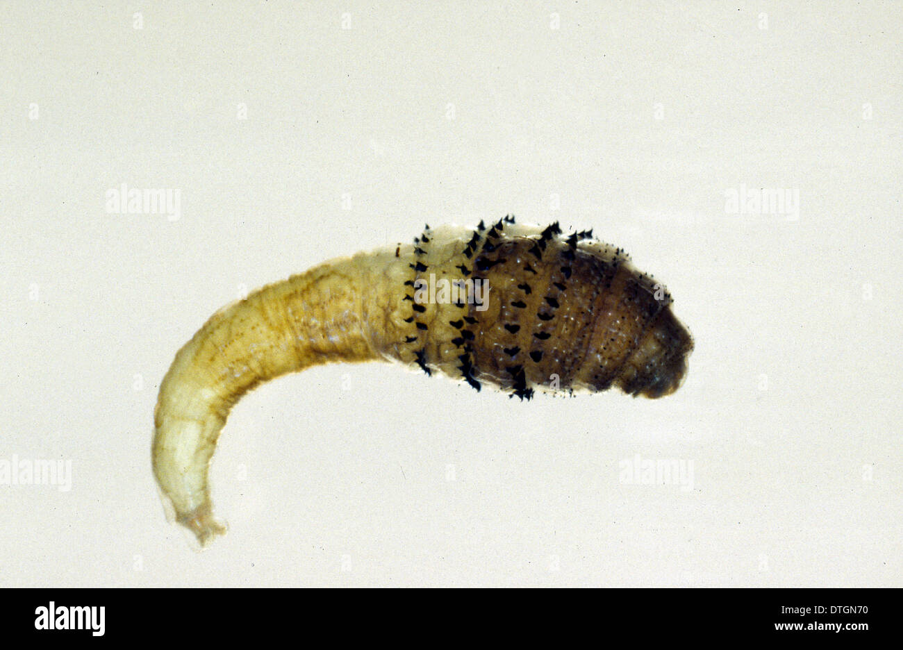 Dermatobia hominis, botfly larva Stock Photo