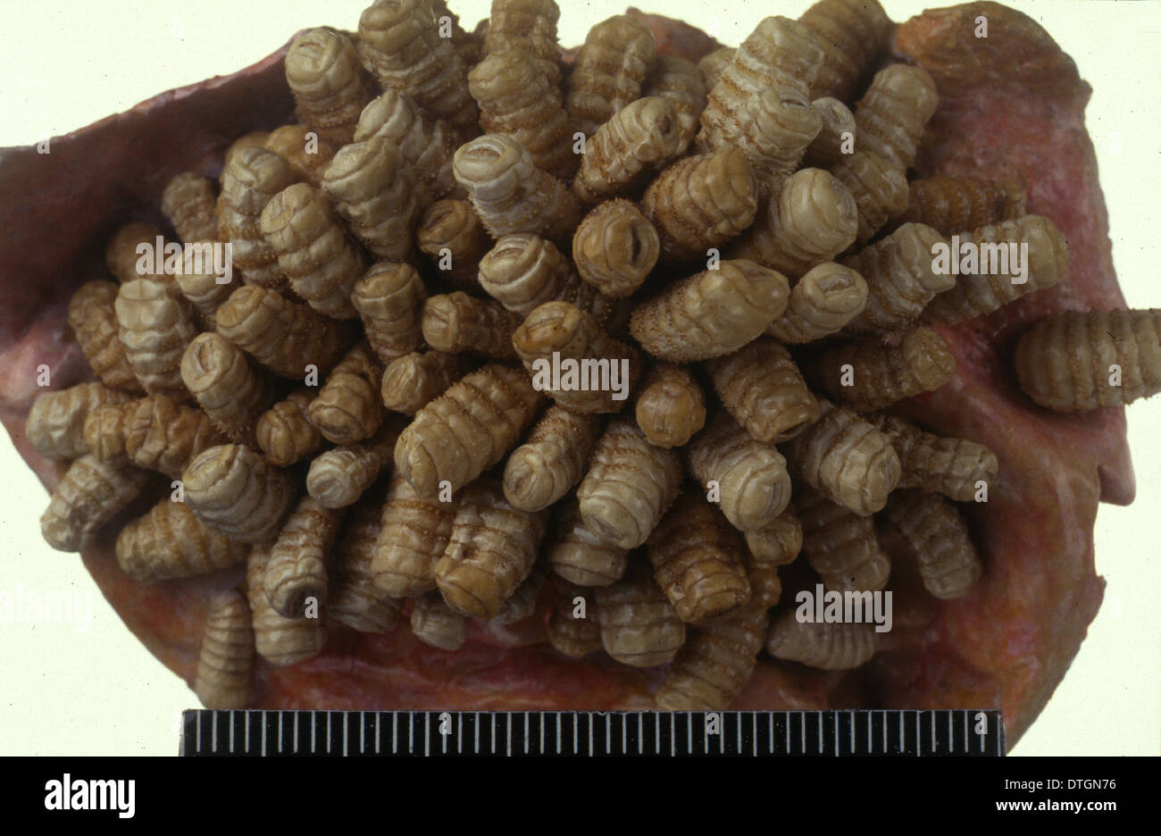 Gasterophilus, horse botfly Stock Photo 66750746 Alamy