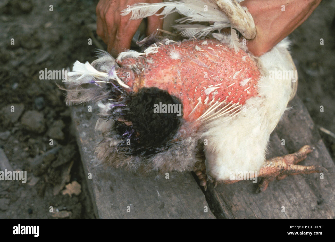 Chicken with screwworm infestation Stock Photo