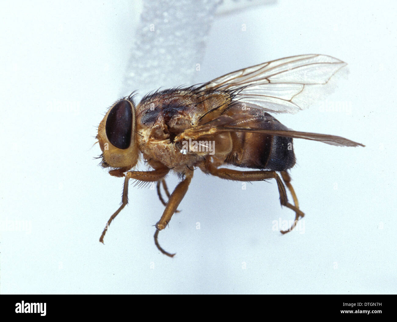 Сон муха большая. Тропическая Муха Cordylobia Anthropophaga. Овод златоглазик.