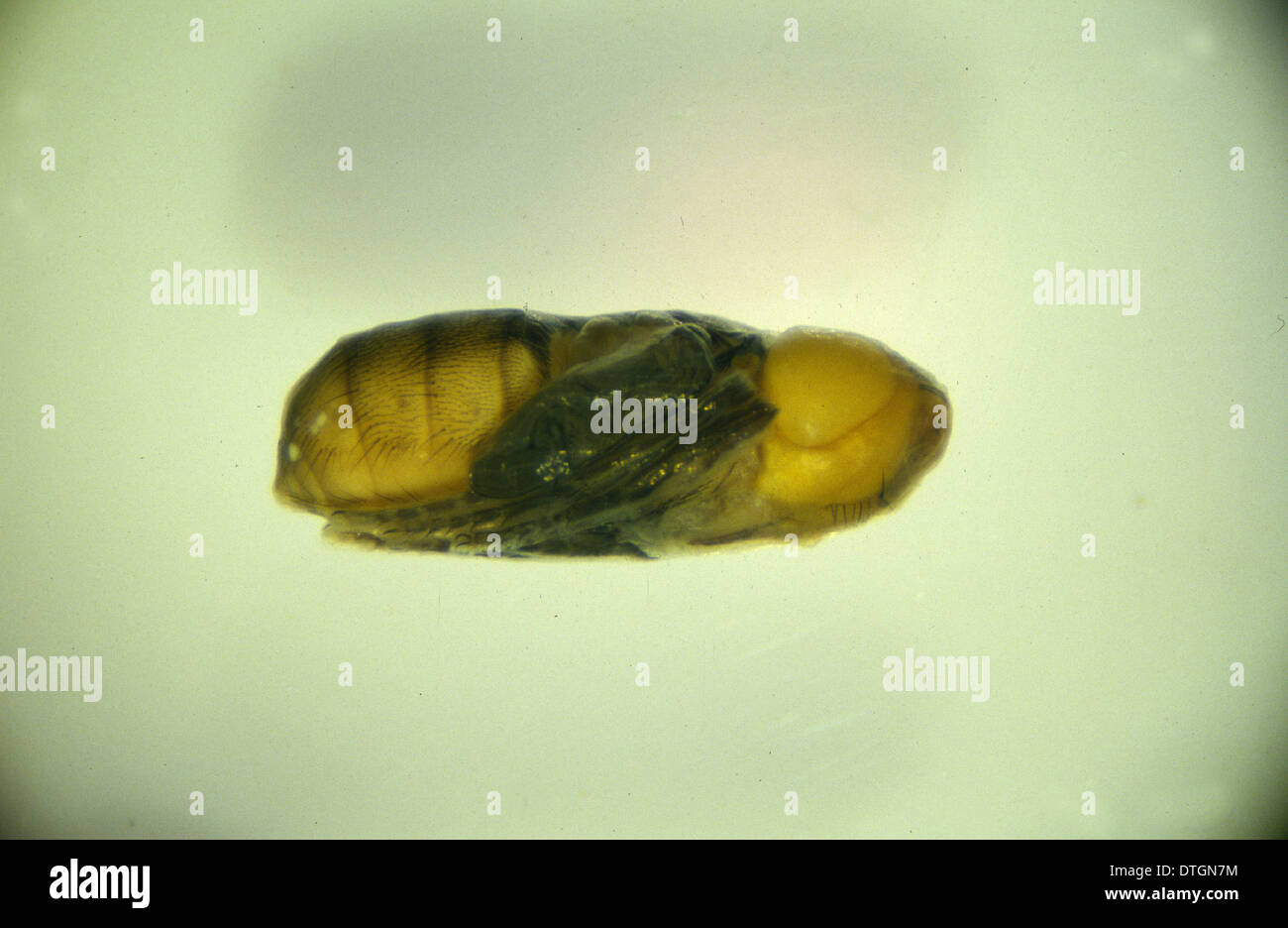 Wohlfahrtia sp., new world screwworm pupa Stock Photo
