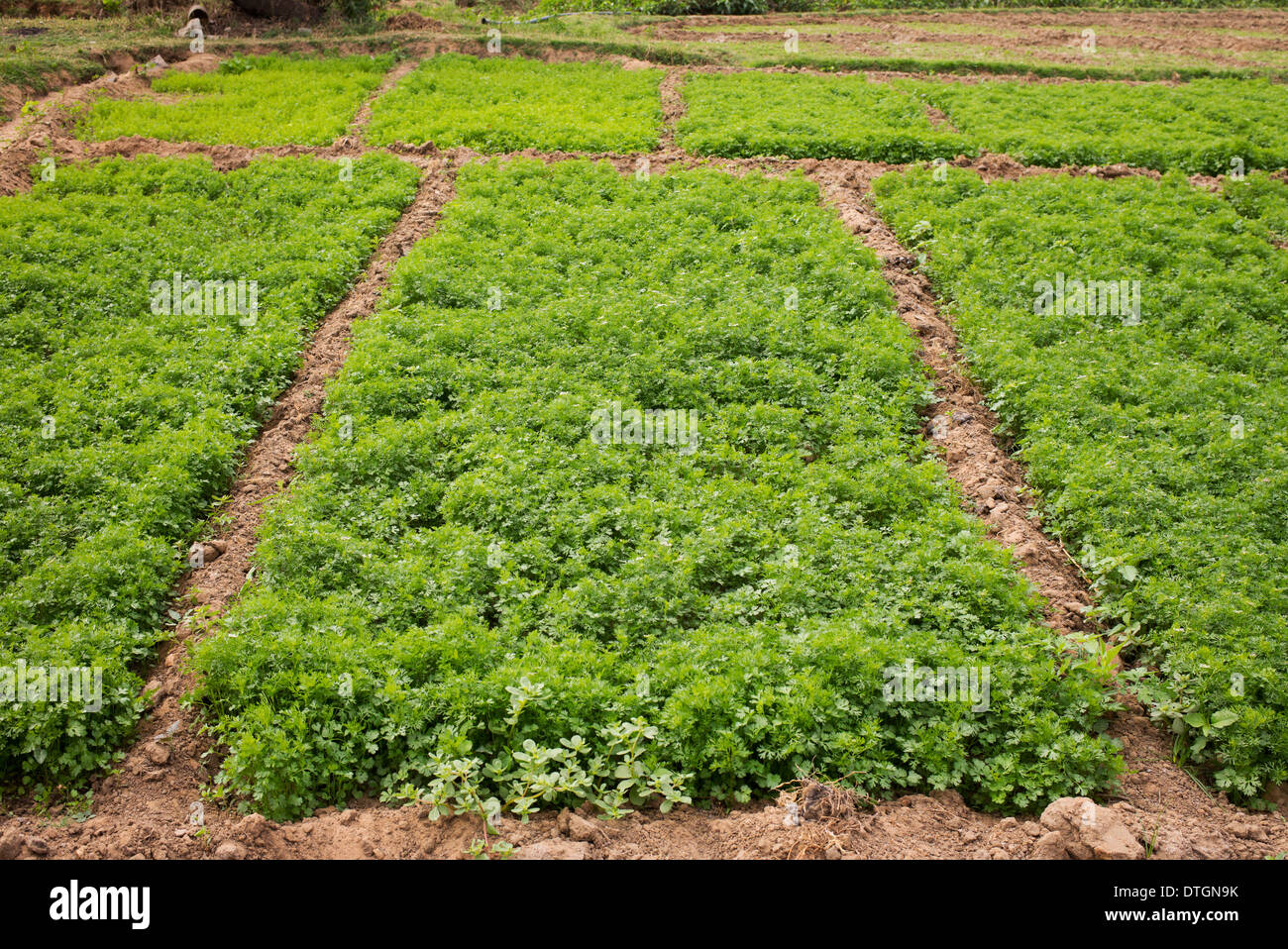 Coriandrum sativum . Growing Coriander in the Indian countryside. India Stock Photo