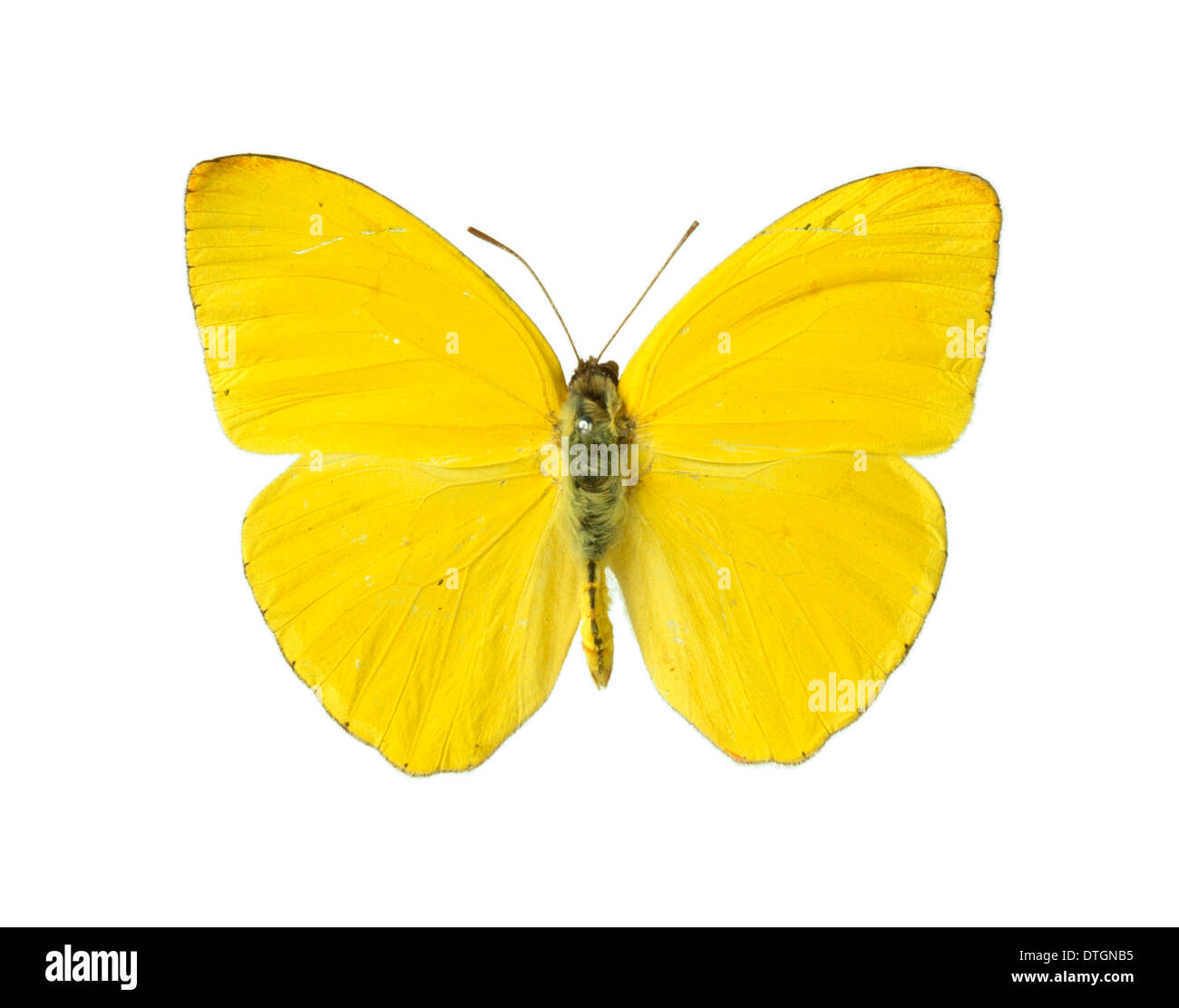 Phoebis sennae, cloudless sulphur butterfly Stock Photo