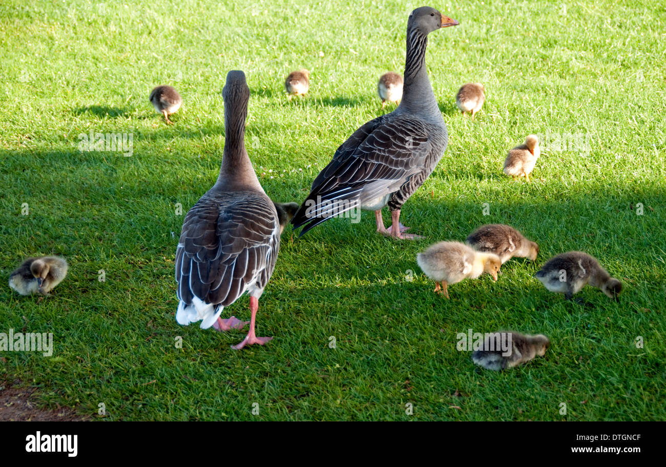 10 geese hires stock photography and images Alamy
