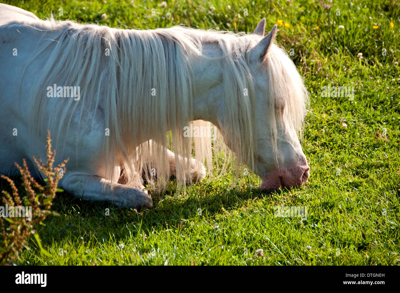 White Horse Resting, Port Meadow, Oxford, UK Stock Photo Alamy