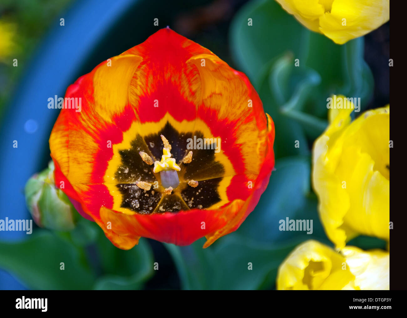 Open Tulip Flower Stock Photo Alamy