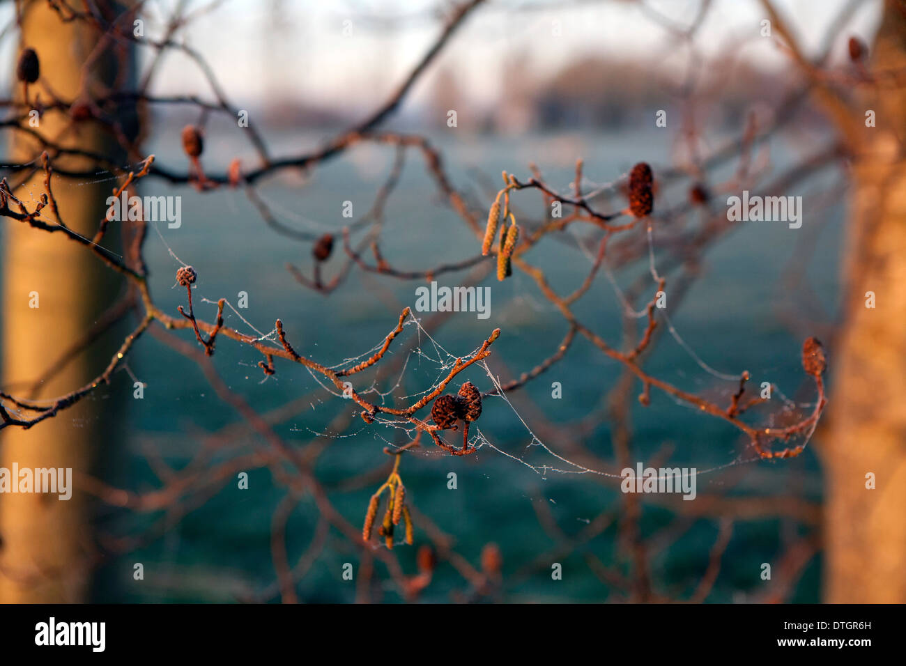 Frosty cobwebs on tree branches bathed in morning sunlight. Stock Photo