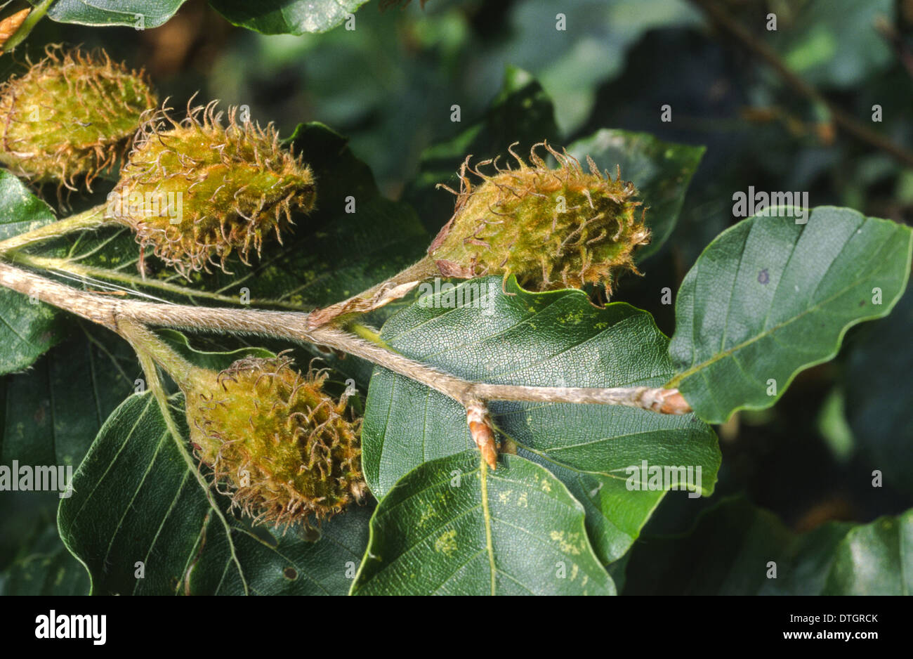 BEECH NUTS OR BEECHMAST ON BEECH TREE (Fagus sylvatica) Stock Photo
