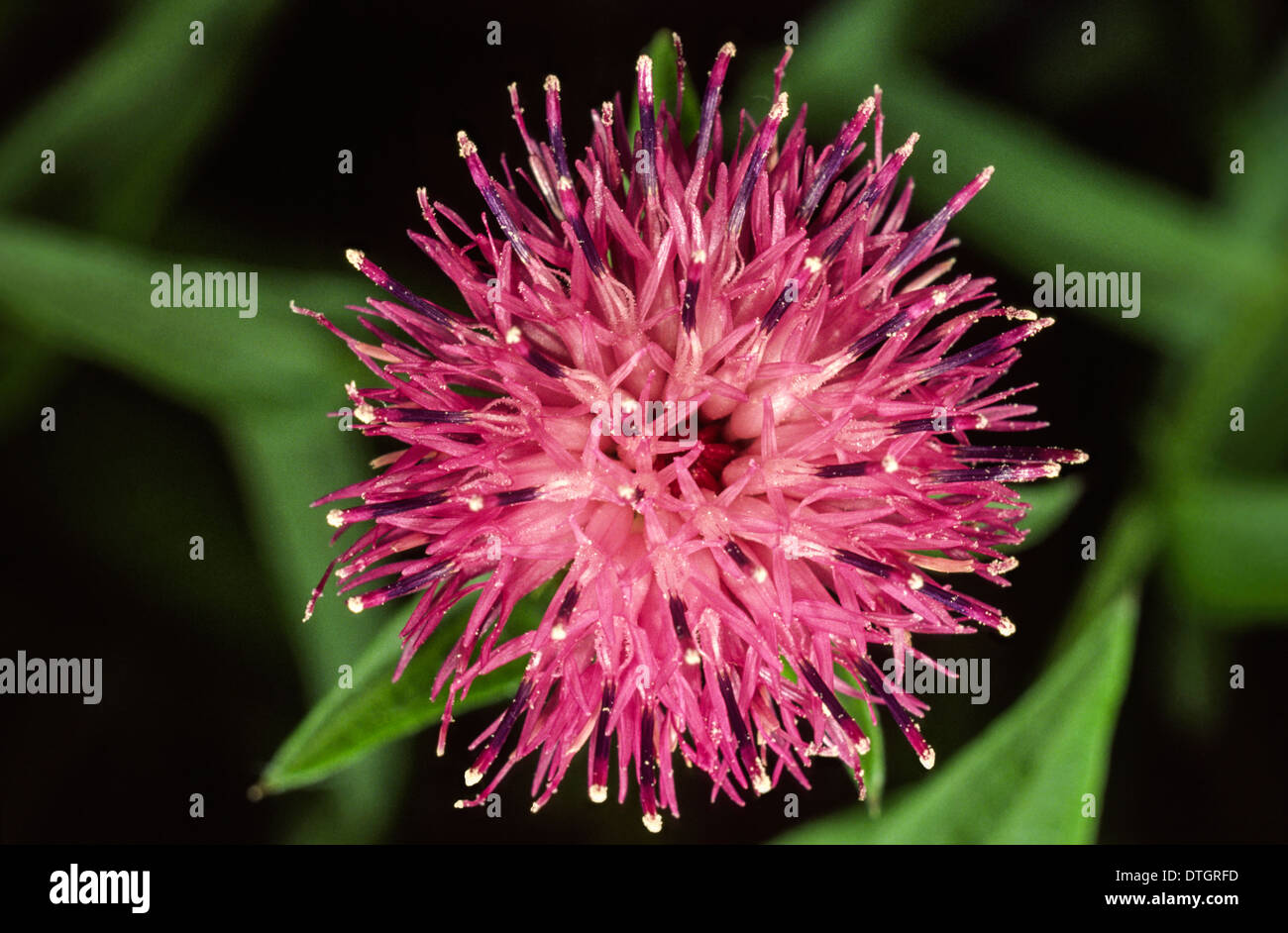 Knapweed Flower High Resolution Stock Photography and Images - Alamy