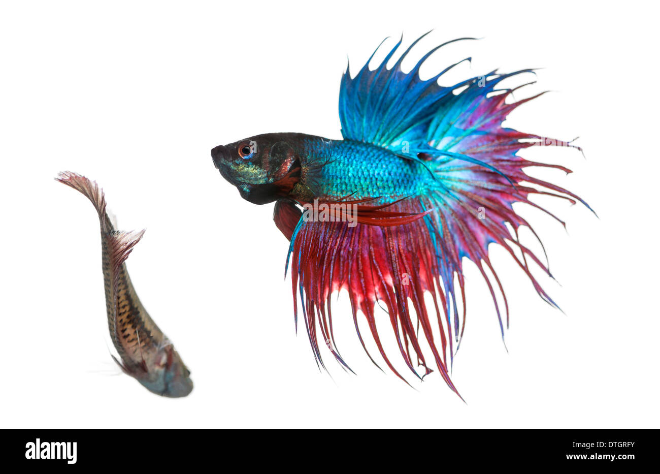 Male and female Siamese fighting fish in a courtship dance, Betta splendens, against white background Stock Photo