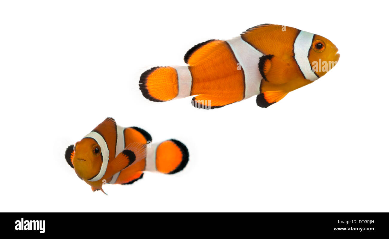 Two Ocellaris clownfish, Amphiprion ocellaris, against white background Stock Photo