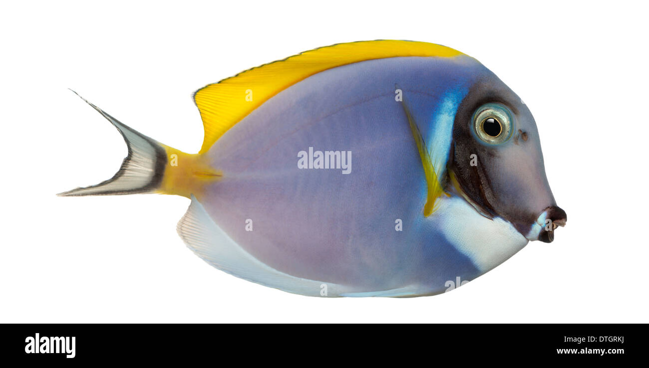 Side view of a Powder blue tang, Acanthurus leucosternon, against white background Stock Photo