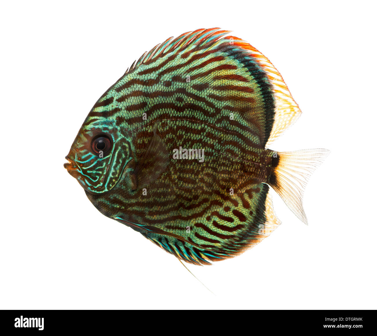 Side view of a Blue snakeskin discus, Symphysodon aequifasciatus, against white background Stock Photo