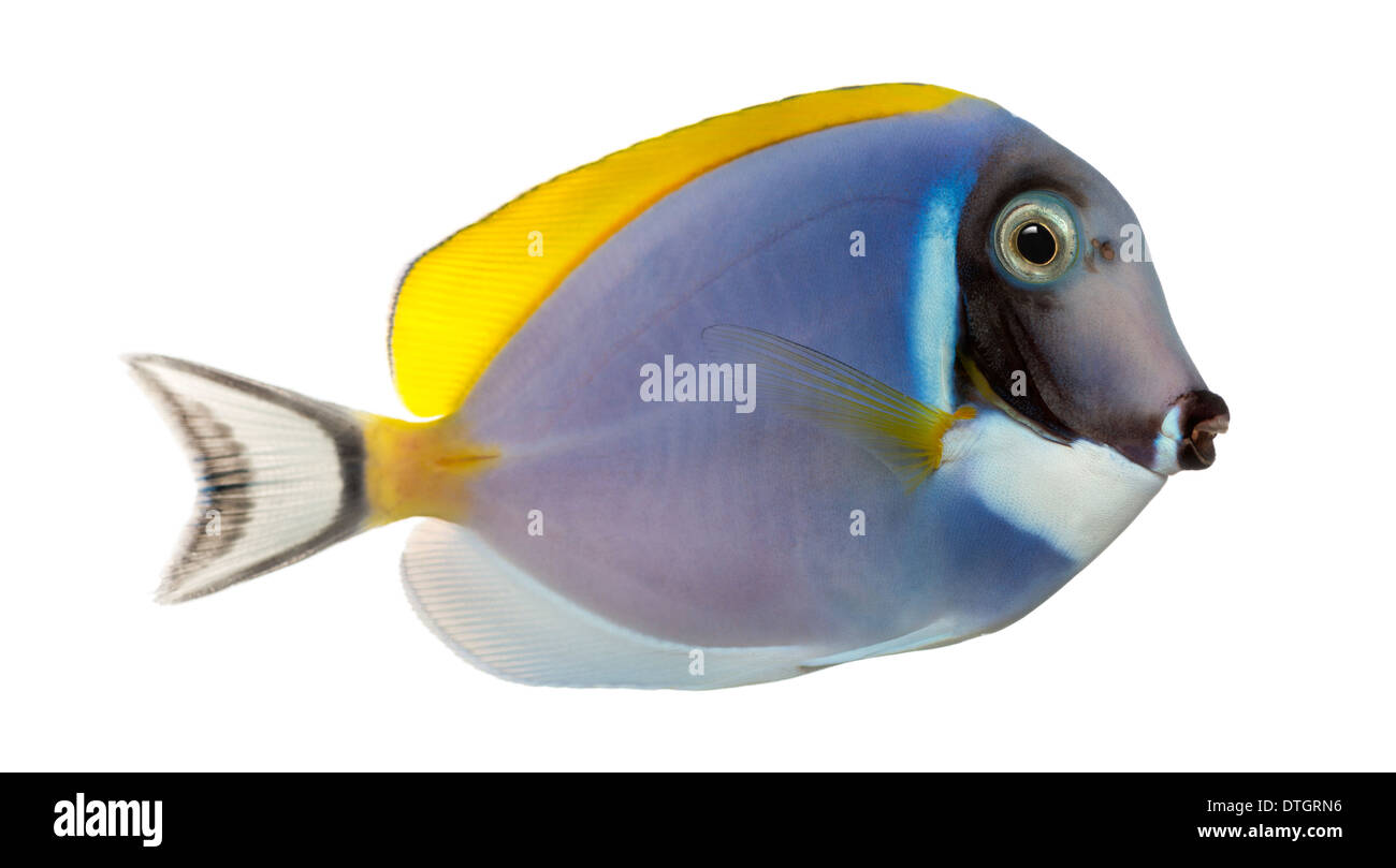 Side view of a Powder blue tang, Acanthurus leucosternon, against white background Stock Photo