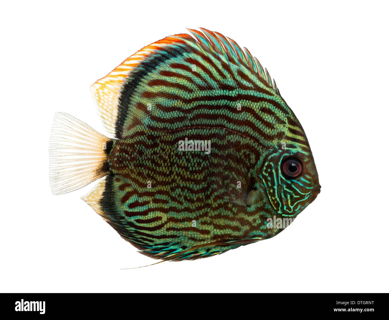 Side view of a Blue snakeskin discus, Symphysodon aequifasciatus, against white background Stock Photo