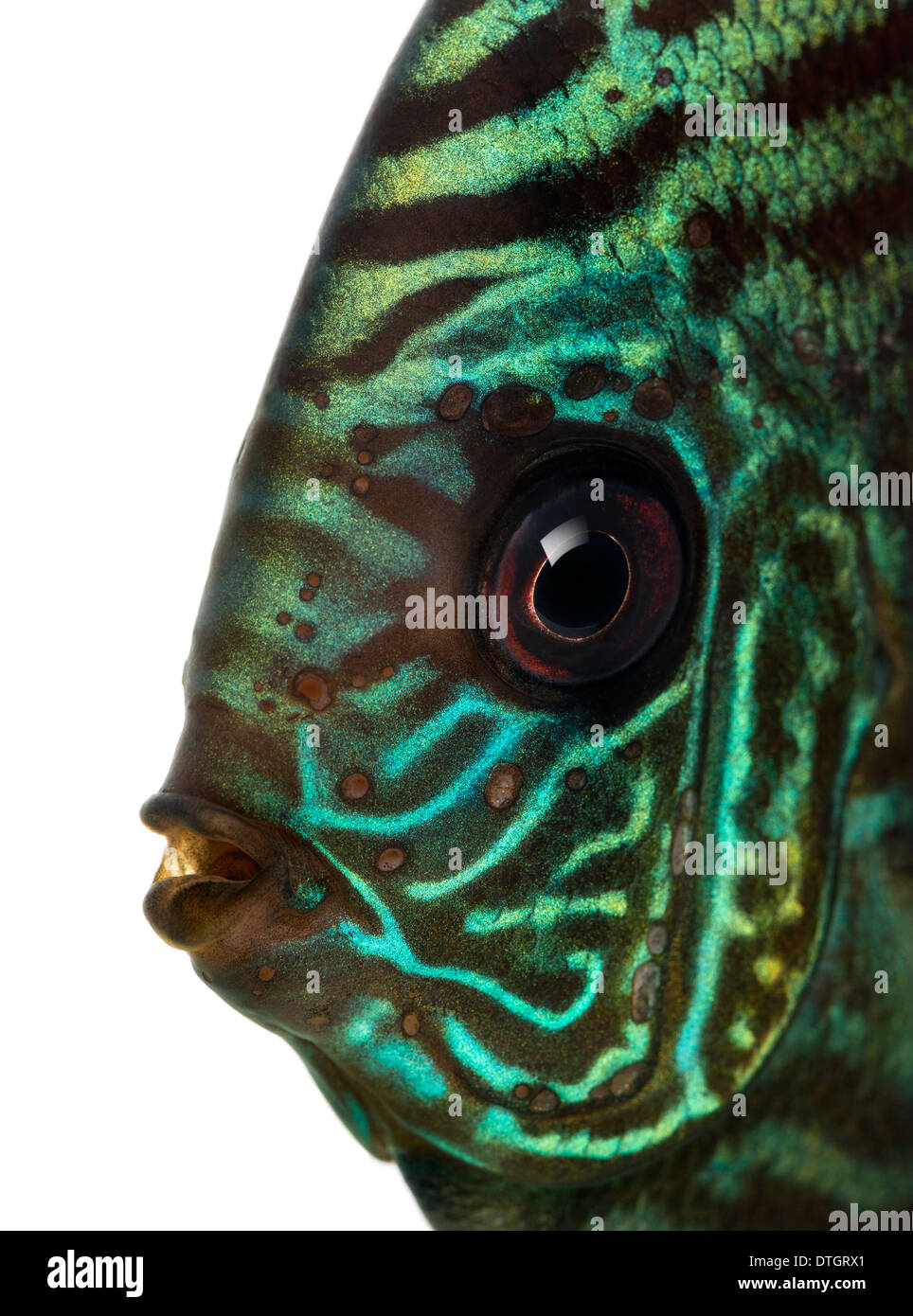 Close-up of a Blue snakeskin discus' head, Symphysodon aequifasciatus, against white background Stock Photo