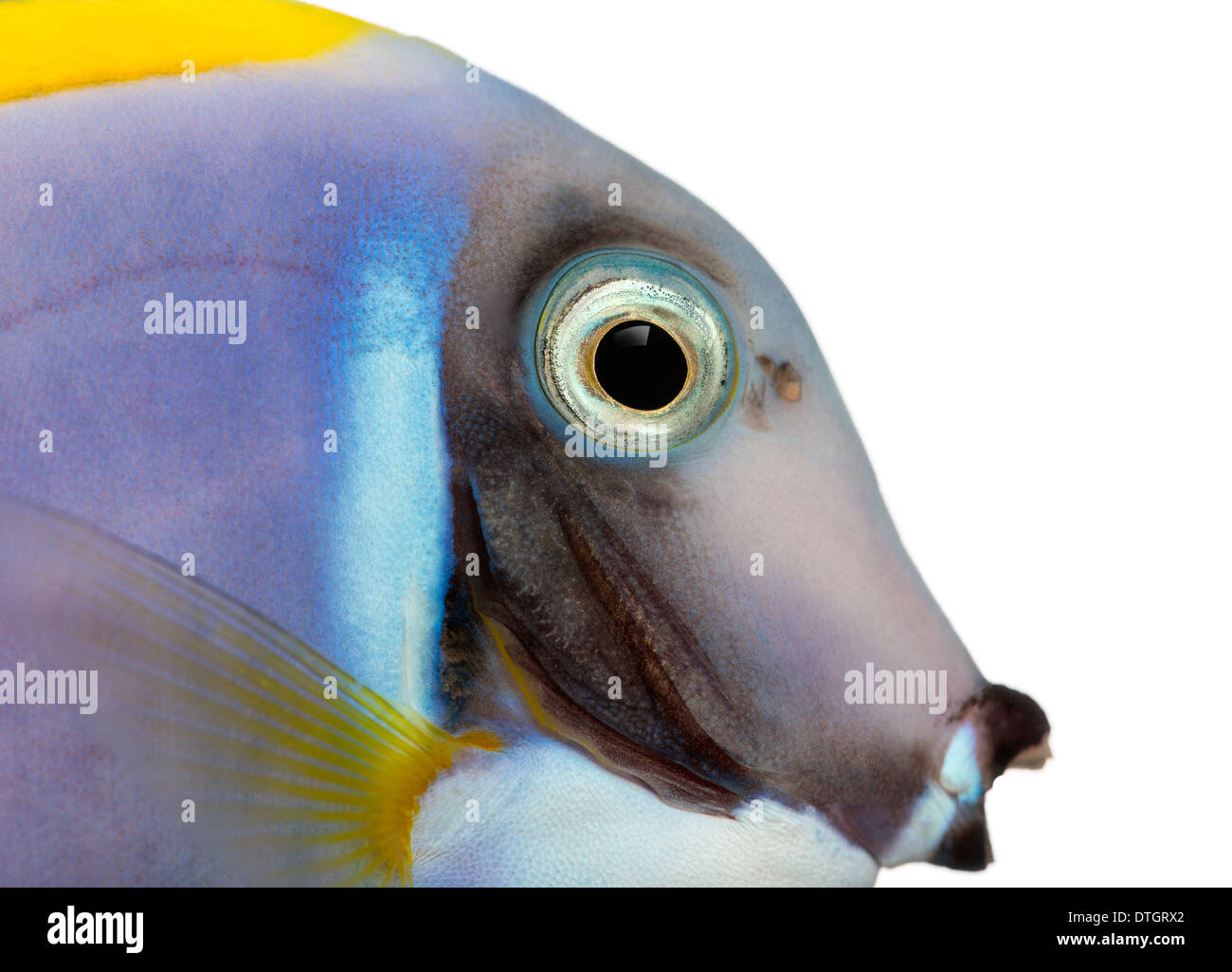 Close-up of a Powder blue tang profile, Acanthurus leucosternon, against white background Stock Photo