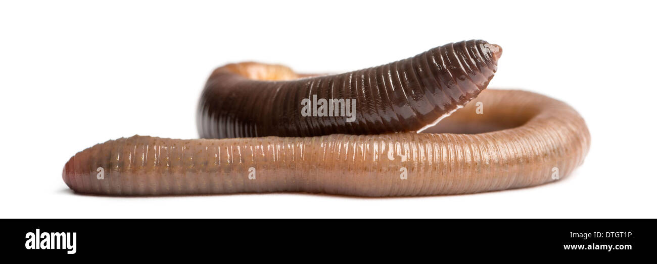 Common earthworm, Lumbricus terrestris, against white background Stock Photo