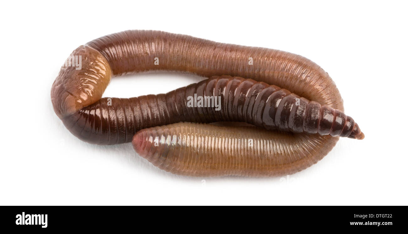 Common earthworm, Lumbricus terrestris, against white background Stock Photo