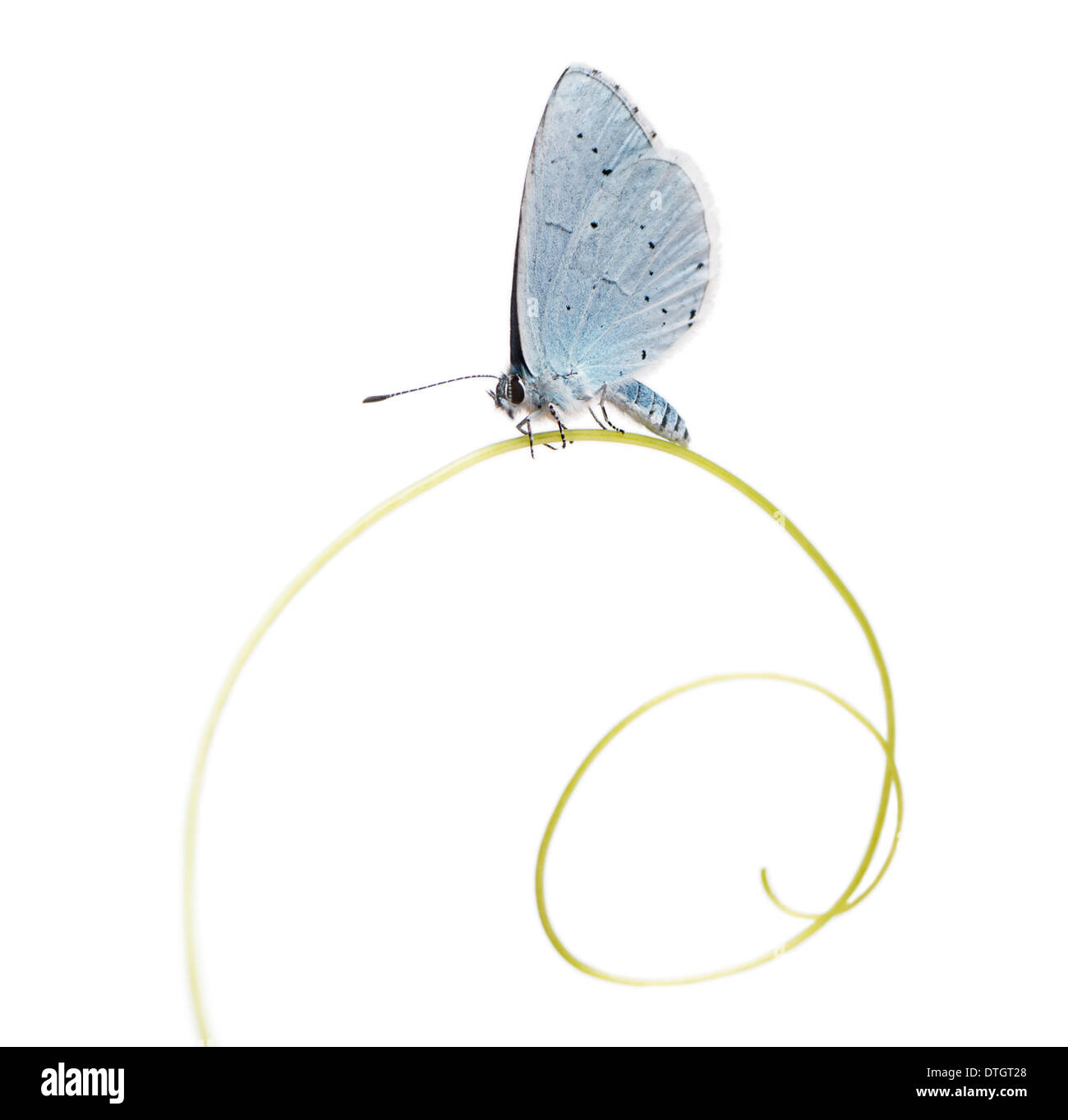 Holly Blue butterfly on plant, Celastrina argiolus, in front of white background Stock Photo