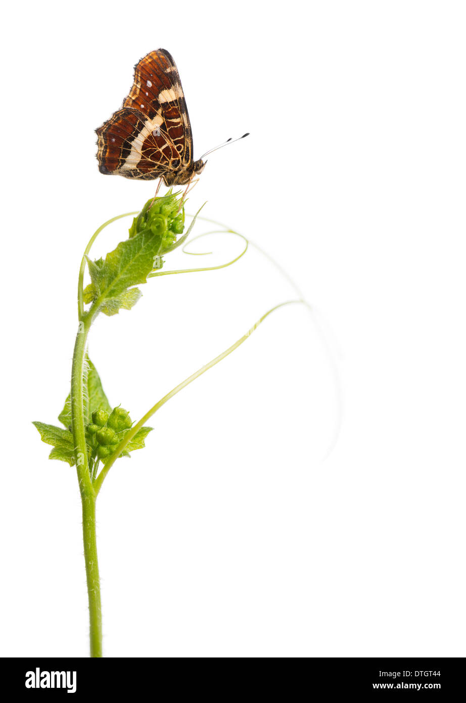 Side view of a Map butterfly on wild plant, Araschnia levana, in front of white background Stock Photo