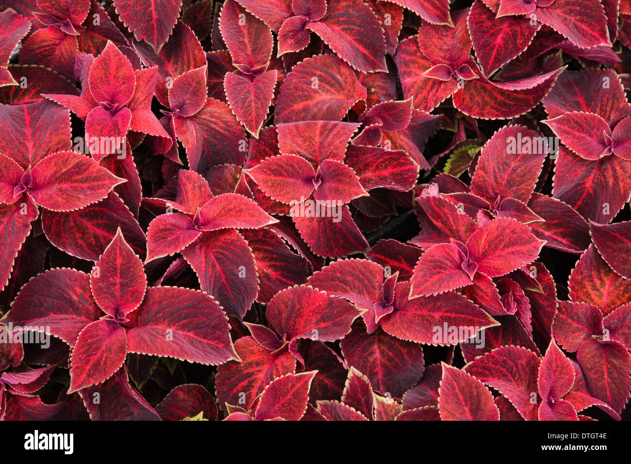 Red Coleus (Solenostemon sp.) leaves, Ontario, Canada Stock Photo