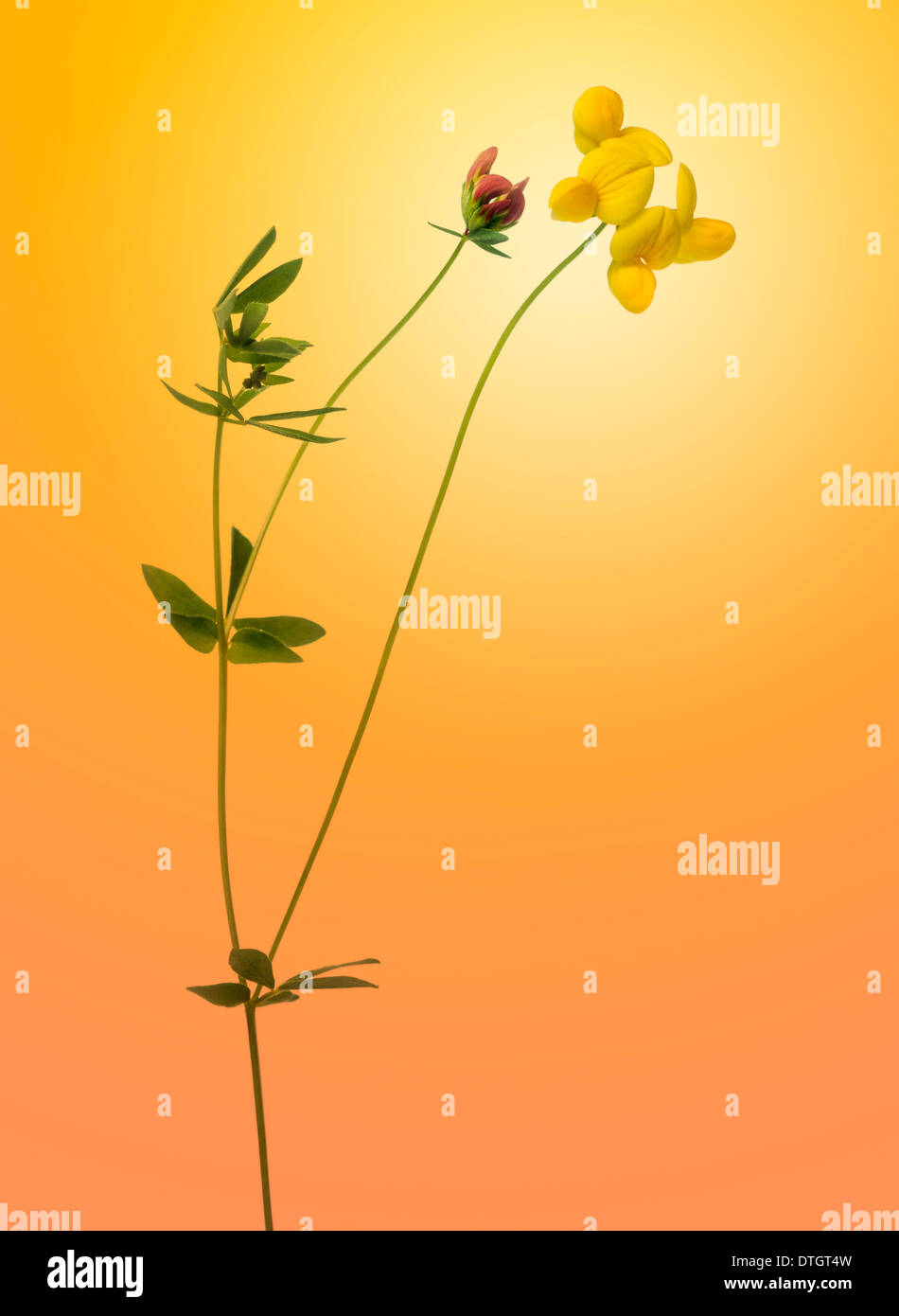 Flowers isolated on a orange gradient background Stock Photo