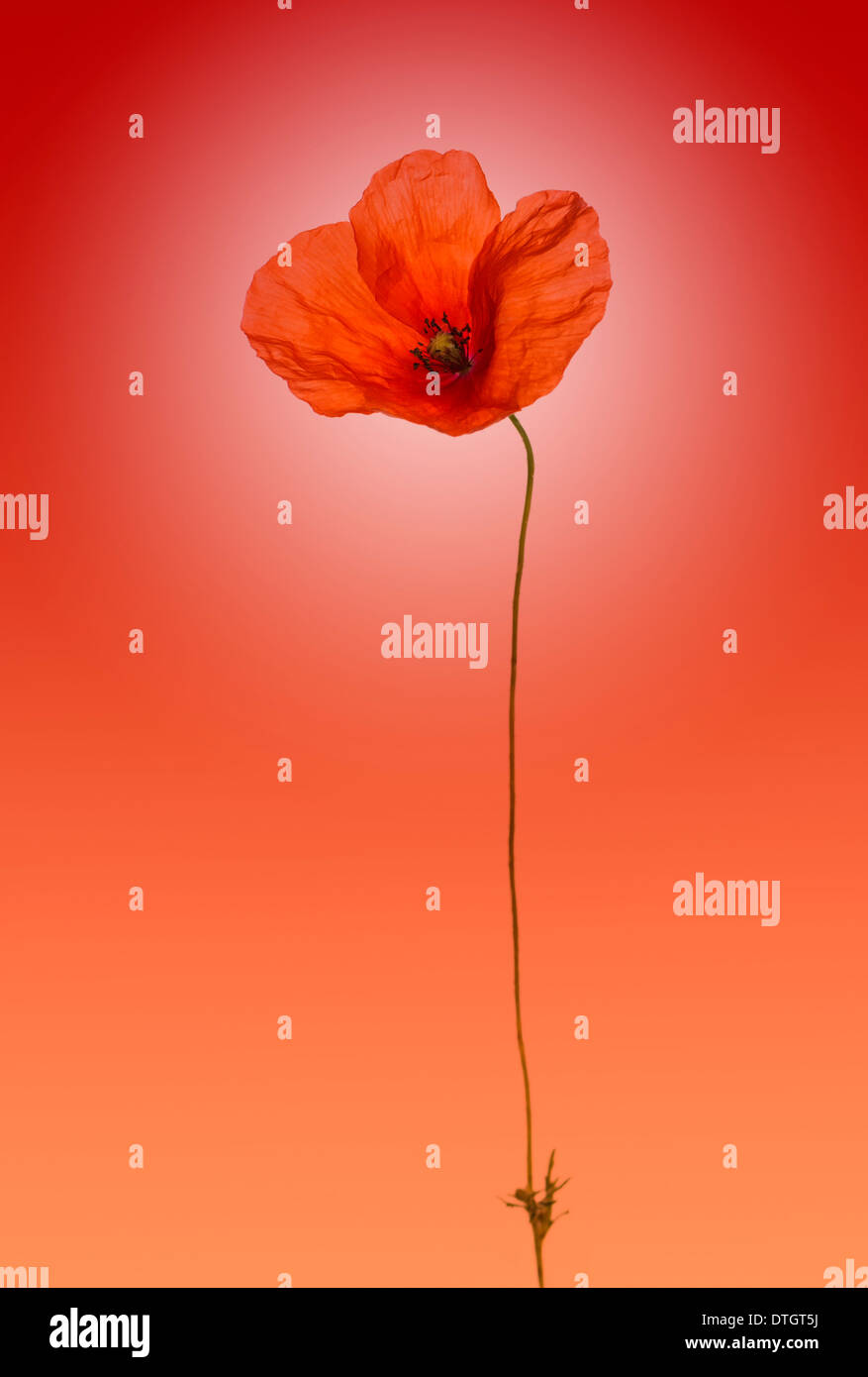 Poppy on a gradient red background Stock Photo