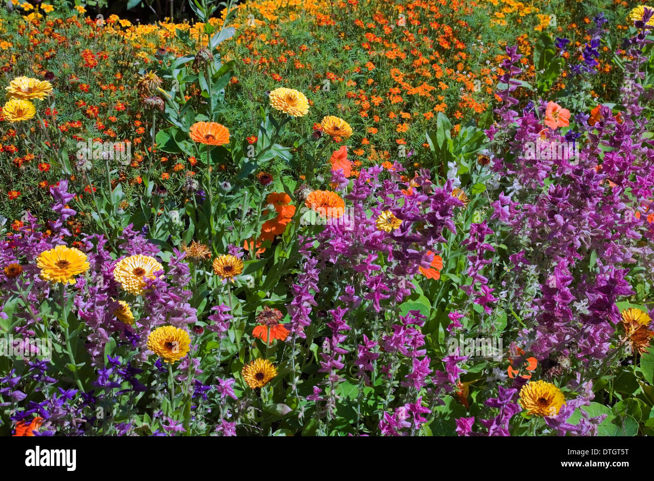 Yellow and orange Marigold (Calendula) and other flowers in summer, Montreal, Quebec, Canada Stock Photo