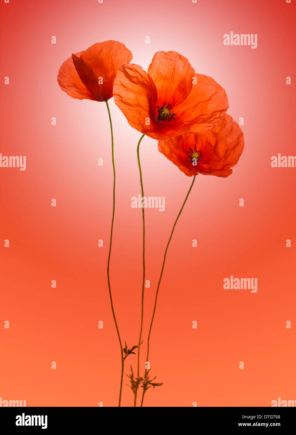 Poppy on a gradient red background Stock Photo