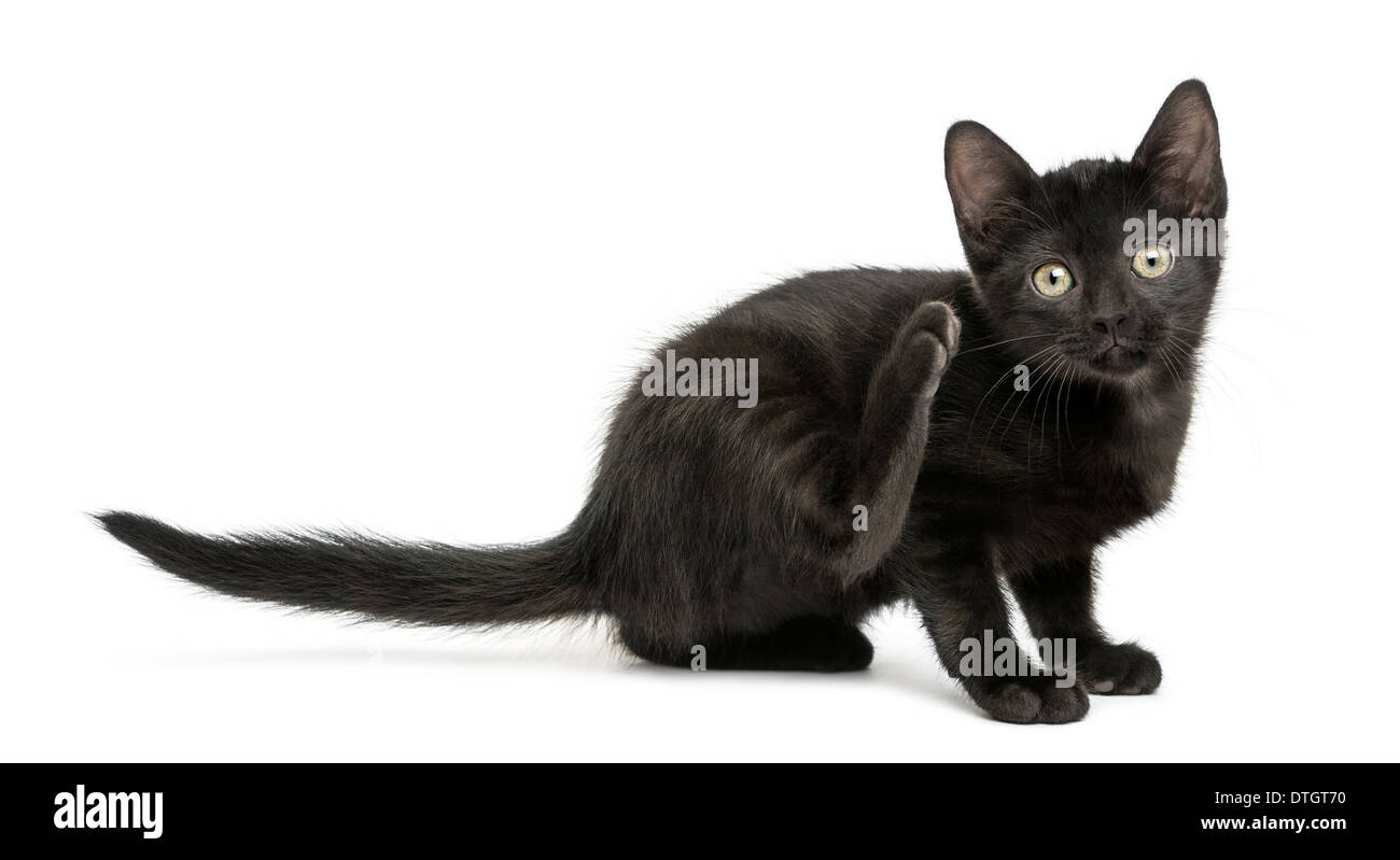 Black kitten scratching, looking at the camera, 2 months old, against white background Stock Photo