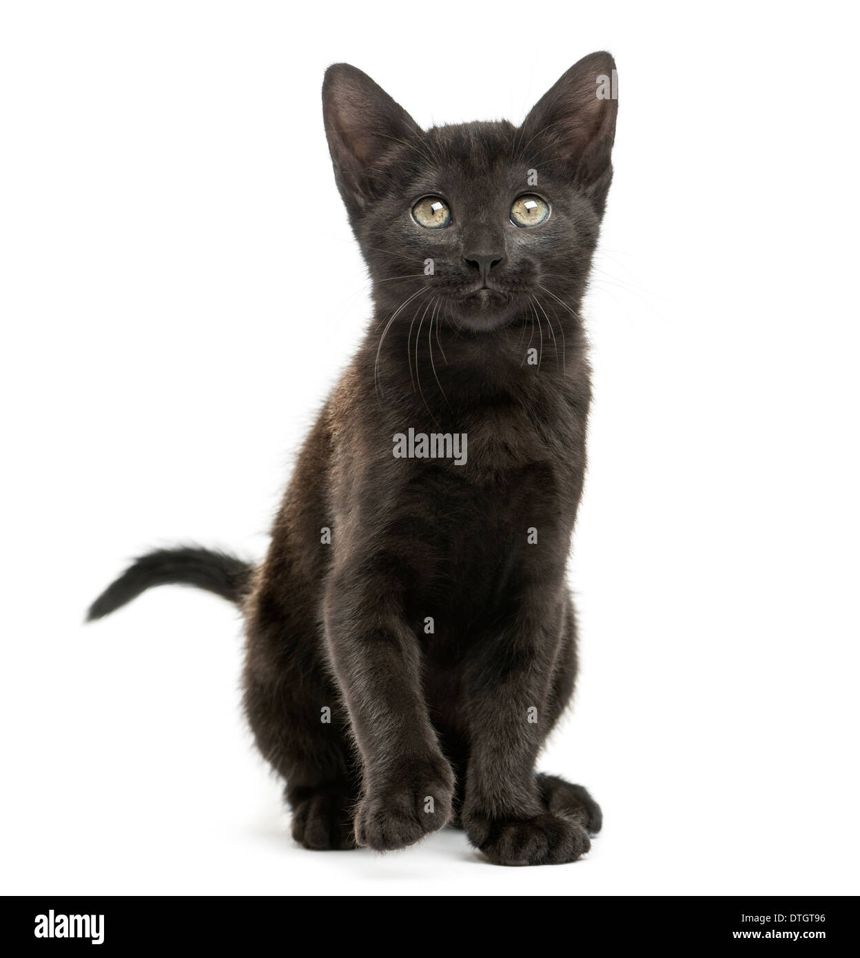Black kitten sitting, looking up, 2 months old, against white background Stock Photo