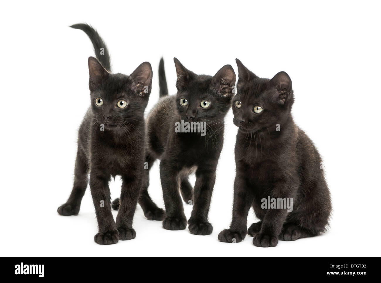 Group of three Black kittens looking in the same direction, 2 months old, against white background Stock Photo